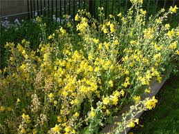 Image result for Mimulus x hybrida