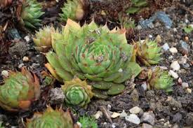 Image result for echtes Hauswurz