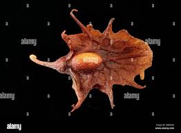 Attēlu rezultāti vaicājumam “Rumex obtusifolius fruit”