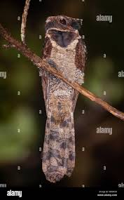 Attēlu rezultāti vaicājumam “Cribraria oregana macro”