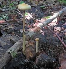 Attēlu rezultāti vaicājumam “Lactarius lygniotus”