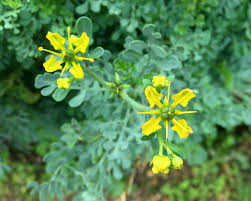 Image result for Ruta graveolens