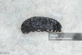 Attēlu rezultāti vaicājumam “Dermestes murinus”