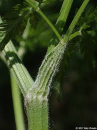 Attēlu rezultāti vaicājumam “Anthriscus”