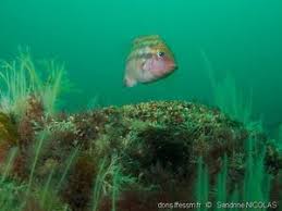 Image result for Symphodus bailloni