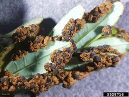 Attēlu rezultāti vaicājumam “Diderma simplex”