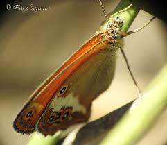 Attēlu rezultāti vaicājumam “Coenonympha arcania underside”
