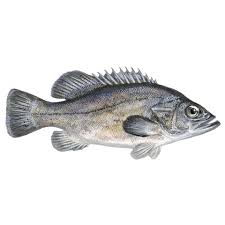 Image result for Polyprion americanus