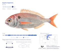 Image result for Pagellus bogaraveo