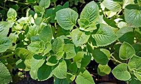 Image result for Oregano