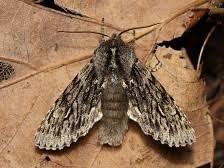 Attēlu rezultāti vaicājumam “Brachionycha nubeculosa”