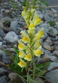 Image result for Linaria vulgaris