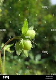 Attēlu rezultāti vaicājumam “Veronica persica fruit”