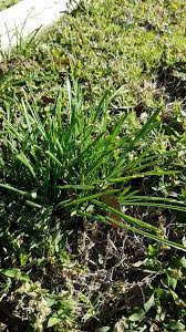 Attēlu rezultāti vaicājumam “Sesleria caerulea bud”