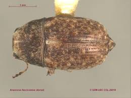 Attēlu rezultāti vaicājumam “Anthribidae”