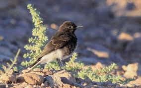 Image result for Oenanthe leucopyga