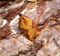 Attēlu rezultāti vaicājumam “Acleris aspersana”