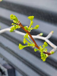 Attēlu rezultāti vaicājumam “Ginkgo biloba male flower”