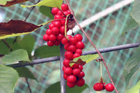 Attēlu rezultāti vaicājumam “Schisandra chinensis”
