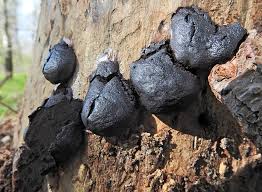 Attēlu rezultāti vaicājumam “Amaurochaete fusiformis”