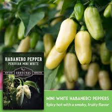 Afbeeldingsresultaat voor white habanero hot pepper