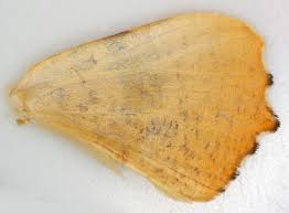 Attēlu rezultāti vaicājumam “Ennomos autumnaria male”