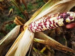 Image result for 春粒