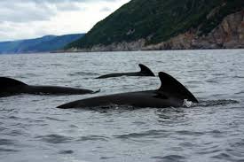 Image result for Globicephala melas