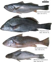 Image result for Pogonias cromis