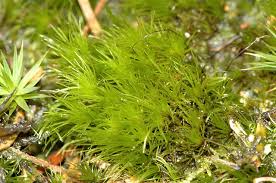 Attēlu rezultāti vaicājumam “Bartramia pomiformis sporophyte”