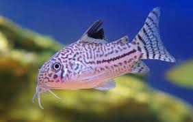 Image result for fish corydoras