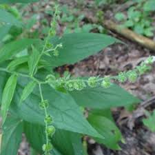 Attēlu rezultāti vaicājumam “Onagraceae”