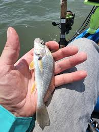 Image result for Micropogonias undulatus