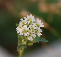 Attēlu rezultāti vaicājumam “Berteroa incana flower”