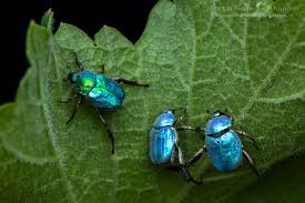 Attēlu rezultāti vaicājumam “Hoplia graminicola”