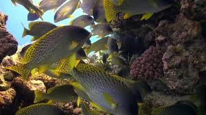 Image result for Pomadasys commersonnii