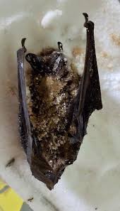 Attēlu rezultāti vaicājumam “Eptesicus nilssonii”