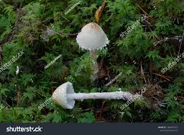 Attēlu rezultāti vaicājumam “Lepiota clypeolaria”