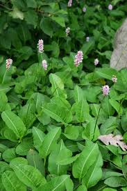 Attēlu rezultāti vaicājumam “Bistorta major leaf”