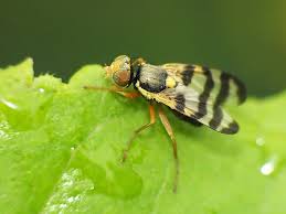 Attēlu rezultāti vaicājumam “Urophora jaceana”