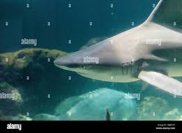 Image result for Carcharhinus acronotus