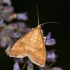 Attēlu rezultāti vaicājumam “Udea fulvalis”