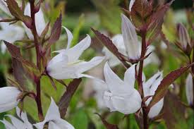 Attēlu rezultāti vaicājumam “Campanula latifolia flower”