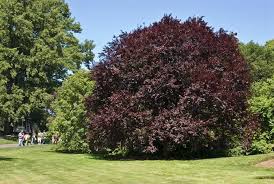 Attēlu rezultāti vaicājumam “Prunus (plum-tree)”