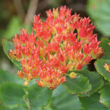 Attēlu rezultāti vaicājumam “Rhodiola rosea flower”