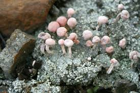 Attēlu rezultāti vaicājumam “Dibaeis baeomyces”