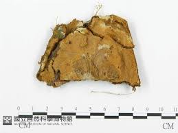 Attēlu rezultāti vaicājumam “Asterodon ferruginosus”