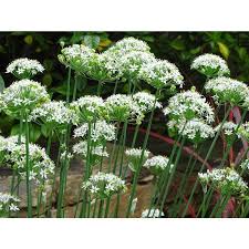 Image result for Allium tuberosum