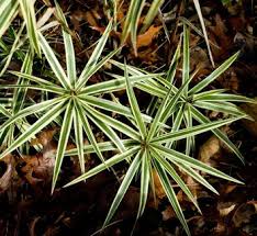Attēlu rezultāti vaicājumam “Carex loliacea leaf”
