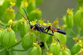 Attēlu rezultāti vaicājumam “Diphyus latebricola”